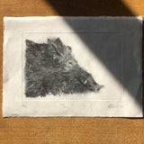 Wild Boar, limited edition dry point print