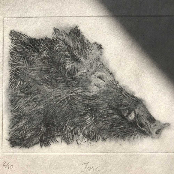 Wild Boar, limited edition dry point print